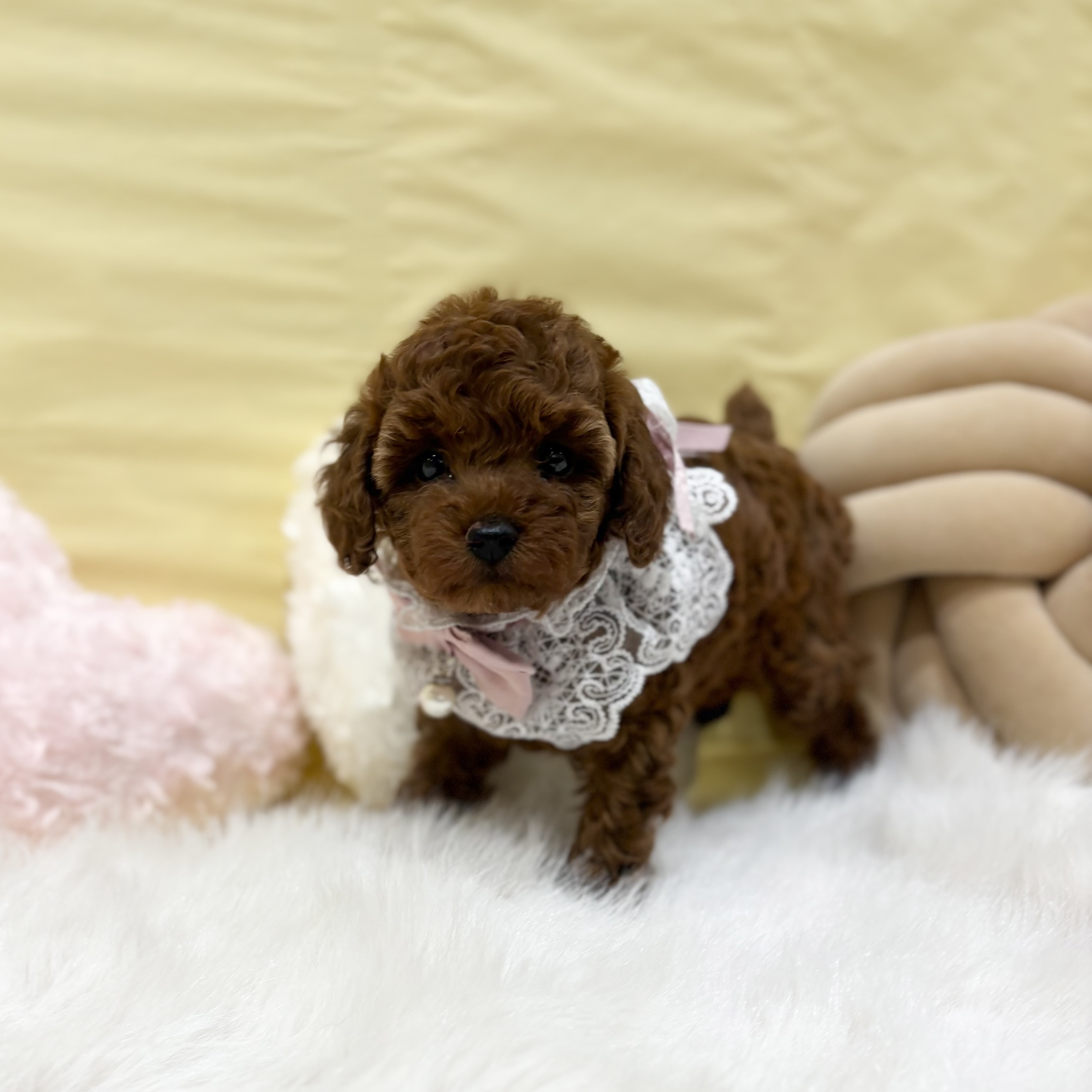 神奈川県のトイプードル(トイ) (犬の家＆猫の里元住吉ブレーメン通り店/2026年4月7日生まれ/女の子/レッド)の子犬の1枚目の画像