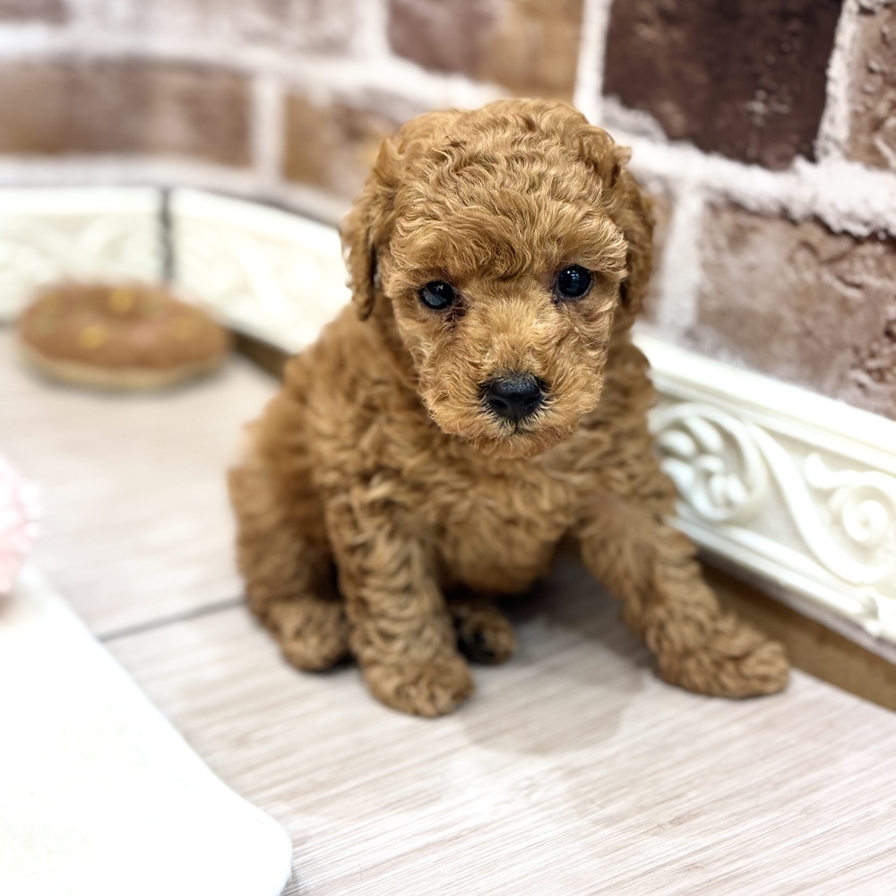 三重県のトイプードル(トイ) (犬の家＆猫の里三重桑名店/2026年4月7日生まれ/男の子/レッド)の子犬の1枚目の画像