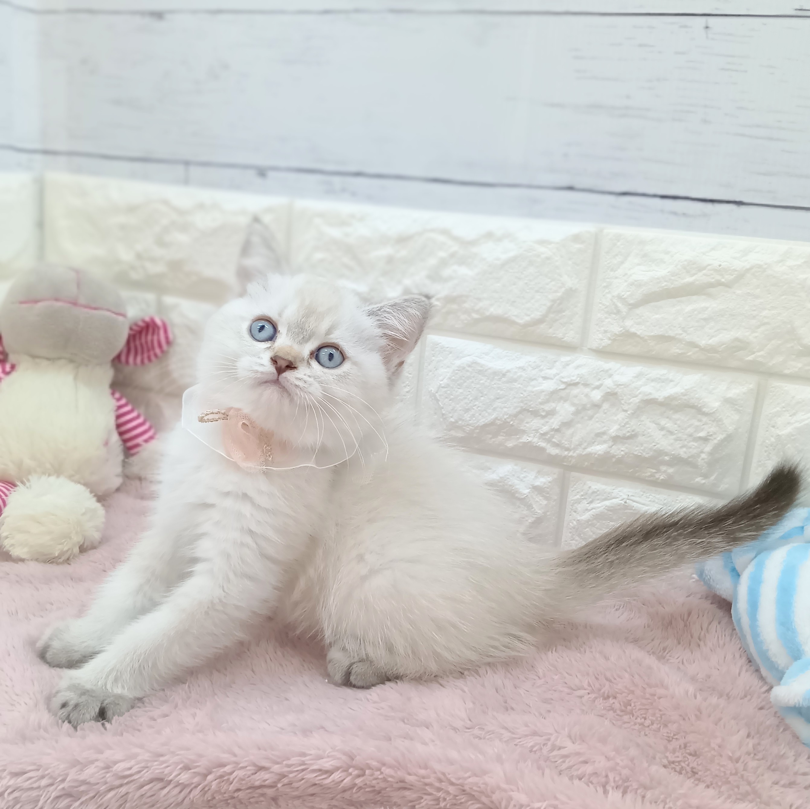 静岡県のブリティッシュショートヘアー (犬の家＆猫の里アミーゴ浜松和田店/2026年4月9日生まれ/女の子/シェーデットシルバー)の子猫の1枚目の画像