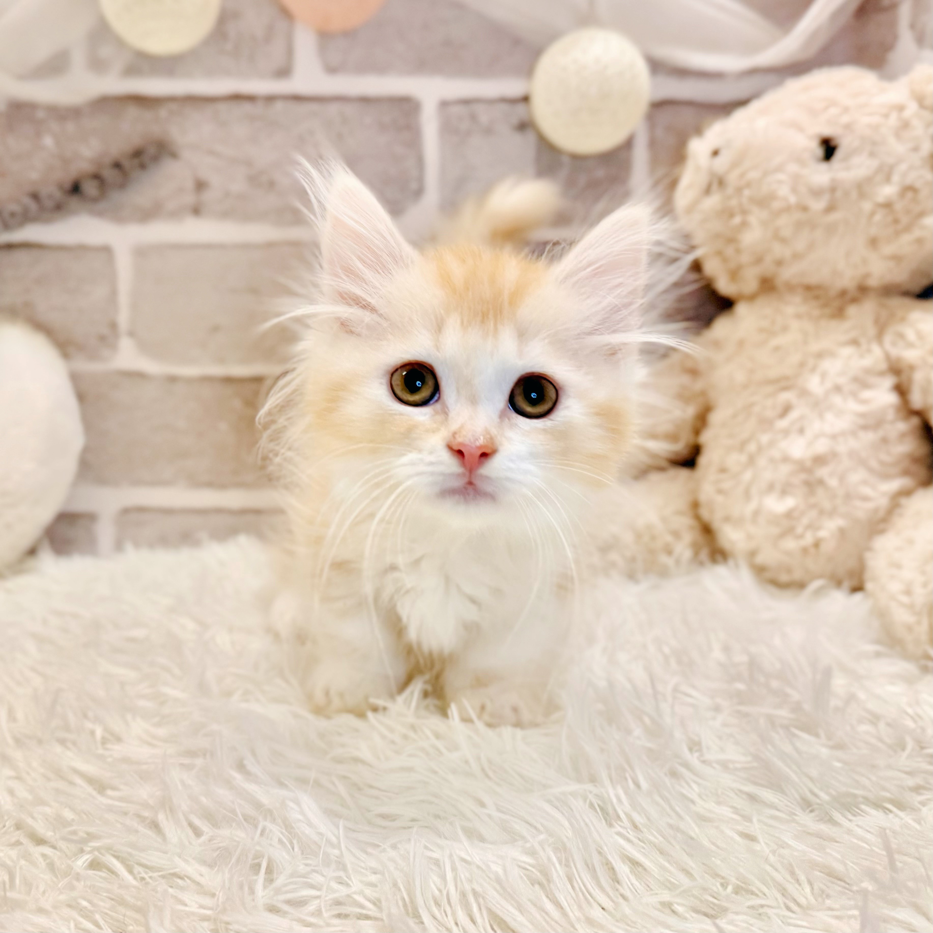 生体画像７