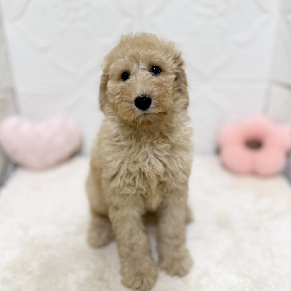 愛知県のスタンダードプードル (犬の家＆猫の里岡崎店/2026年4月17日生まれ/女の子/ペールフォーン)の子犬の1枚目の画像