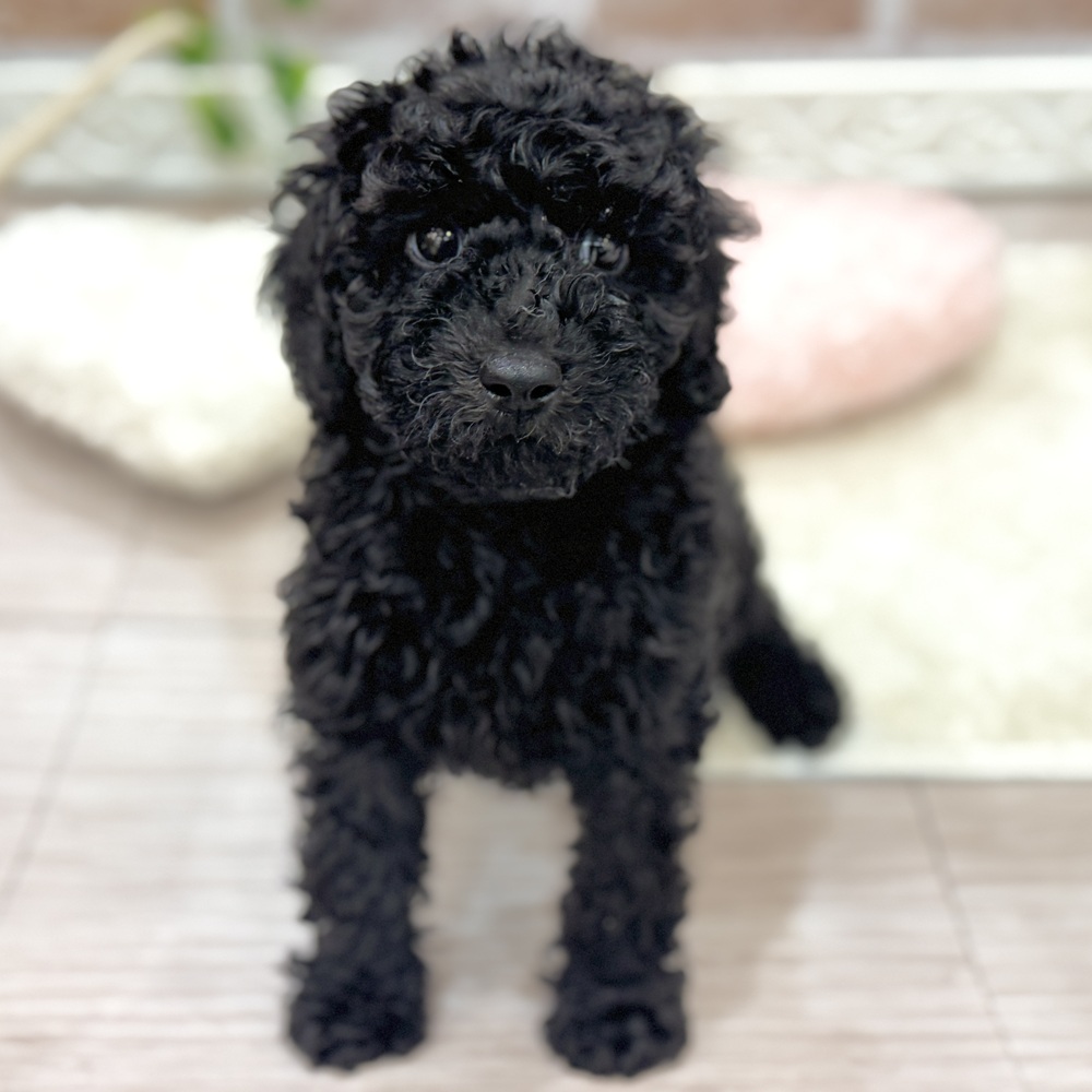 ブラック(黒系)のトイプードルの子犬一覧 | ペットショップ 犬の家&猫