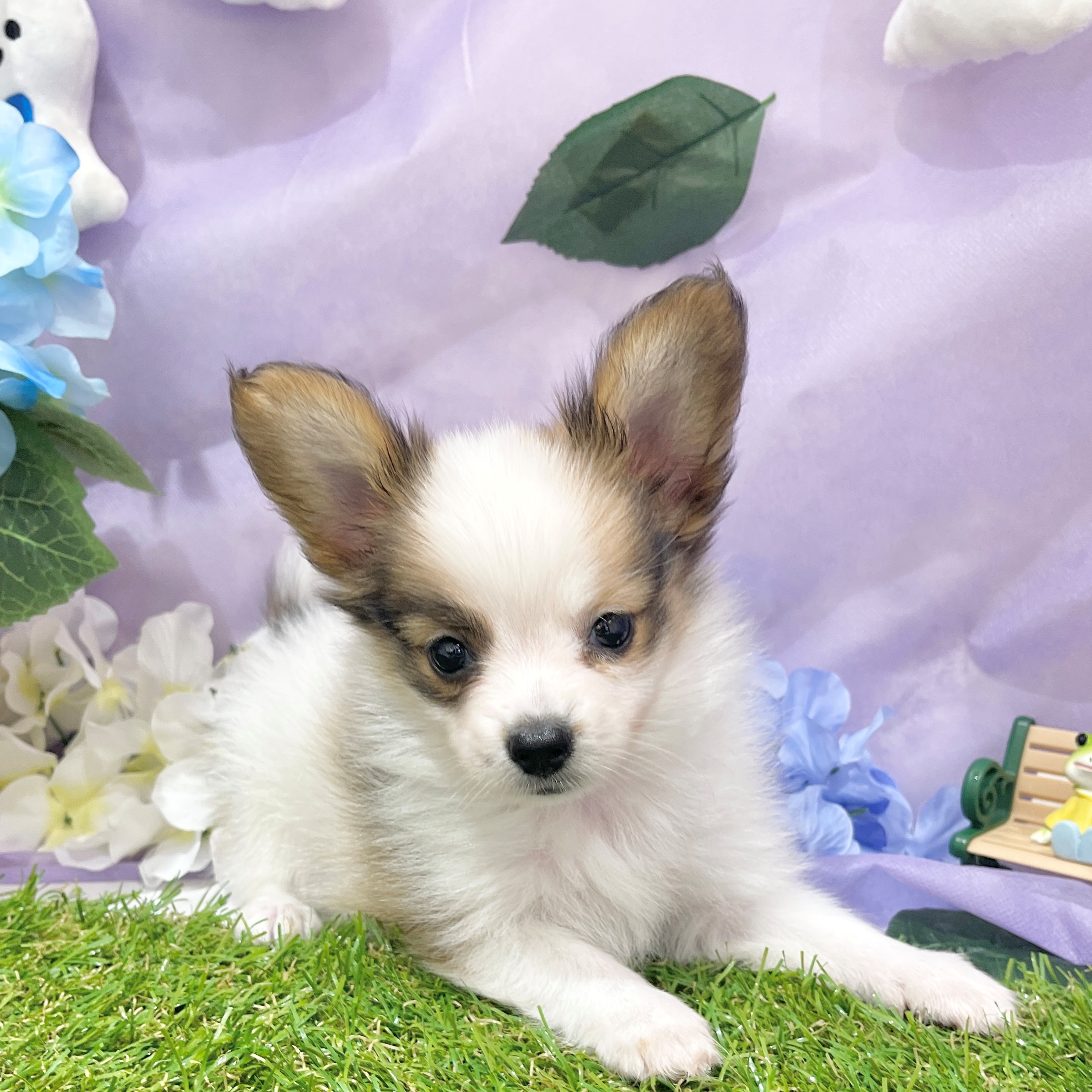 福岡県のパピヨン (犬の家＆猫の里くりえいと宗像店/2026年4月15日生まれ/男の子/ホワイトブラウン)の子犬の1枚目の画像