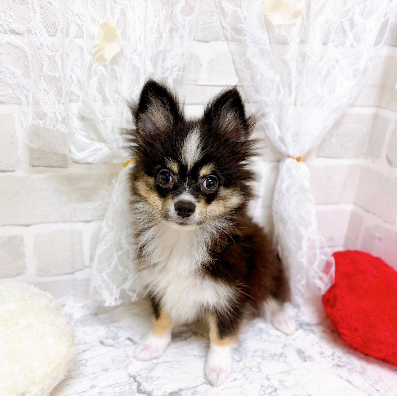 ハーフ犬女の子の写真