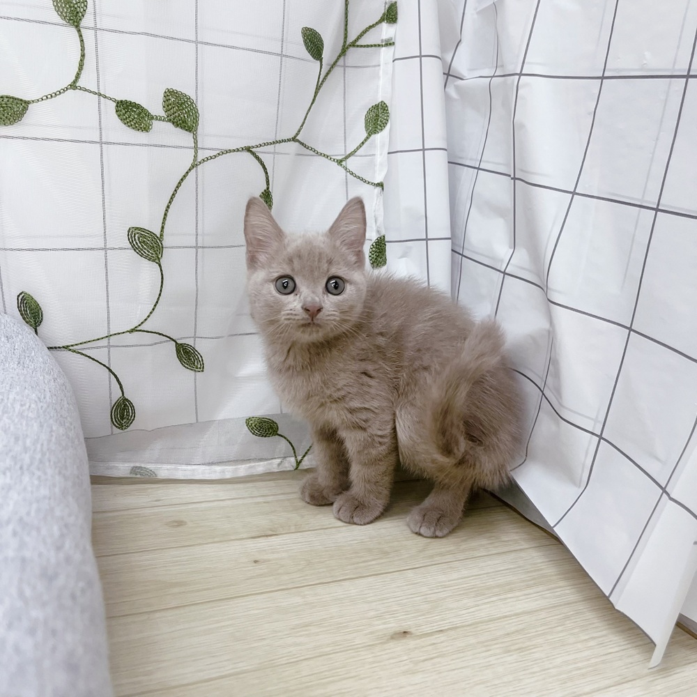 長野県のスコティッシュストレート (犬の家＆猫の里塩尻店/2026年4月24日生まれ/男の子/ライラックタビー)の子猫の1枚目の画像