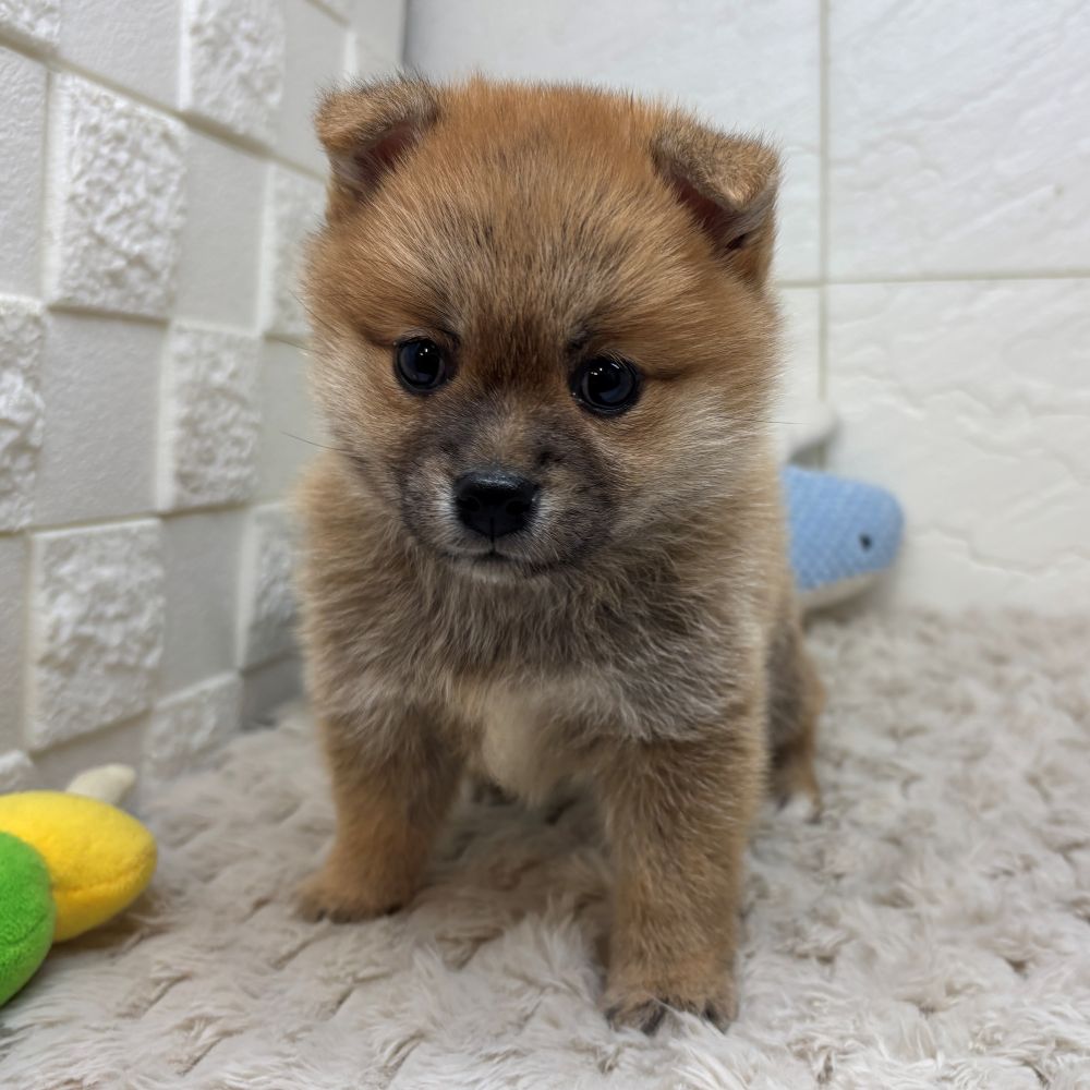 ハーフ犬女の子の写真