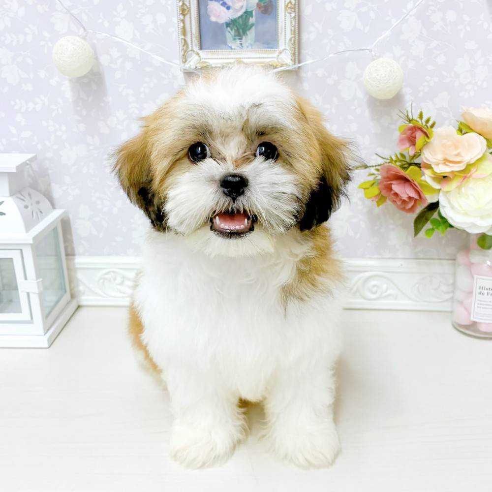 富山県のハーフ犬・ミックス犬 (犬の家＆猫の里アミーゴ山室店/2026年4月26日生まれ/男の子/レッドホワイト)の子犬の1枚目の画像