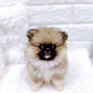 福井県のハーフ犬・ミックス犬 (犬の家＆猫の里アミーゴ福井店/2026年4月26日生まれ/女の子/フォーン)の子犬の1枚目の画像