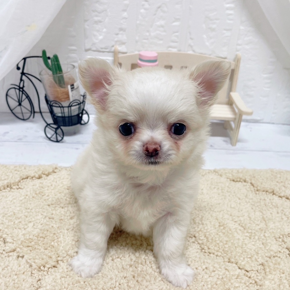 岡山県のチワワ(ロング) (犬の家＆猫の里岡山店/2026年5月2日生まれ/男の子/クリームホワイト)の子犬の1枚目の画像