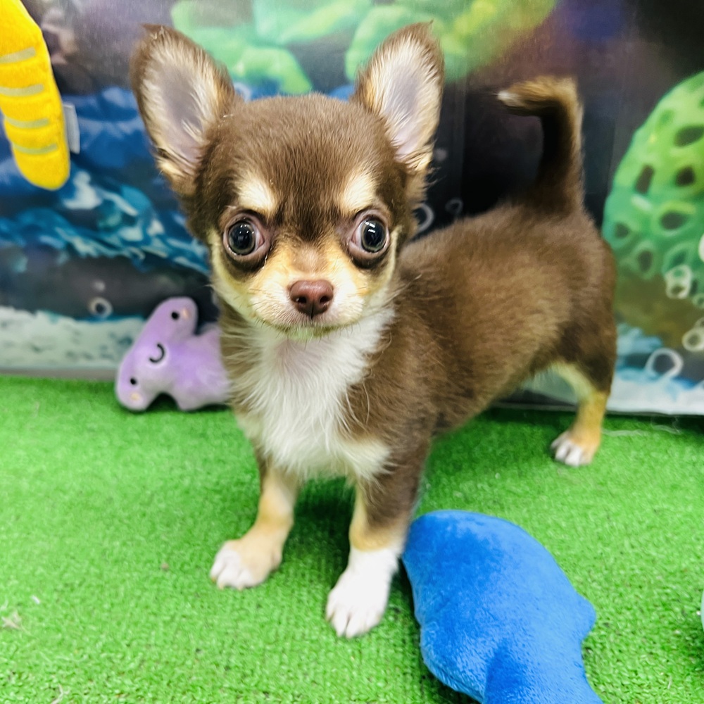 愛知県のチワワ(ロング) (犬の家＆猫の里名古屋天白店/2026年4月30日生まれ/男の子/チョコレートタンホワイト)の子犬の1枚目の画像
