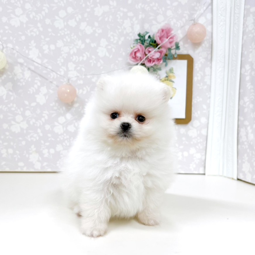 富山県のポメラニアン (犬の家＆猫の里アミーゴ高岡蓮花寺店/2026年5月2日生まれ/女の子/ホワイト)の子犬の1枚目の画像