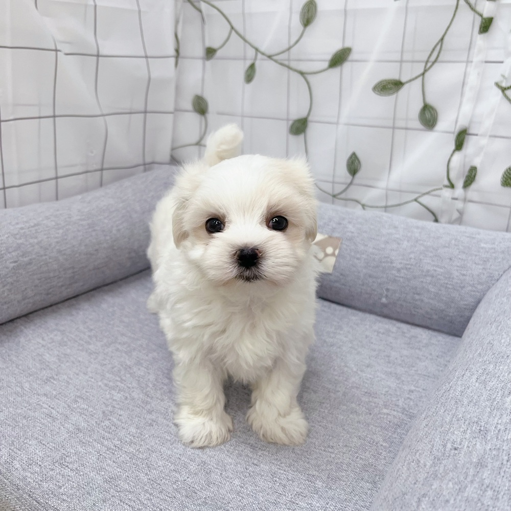 長野県のマルチーズ (犬の家＆猫の里塩尻店/2026年5月4日生まれ/女の子/ホワイト)の子犬の1枚目の画像
