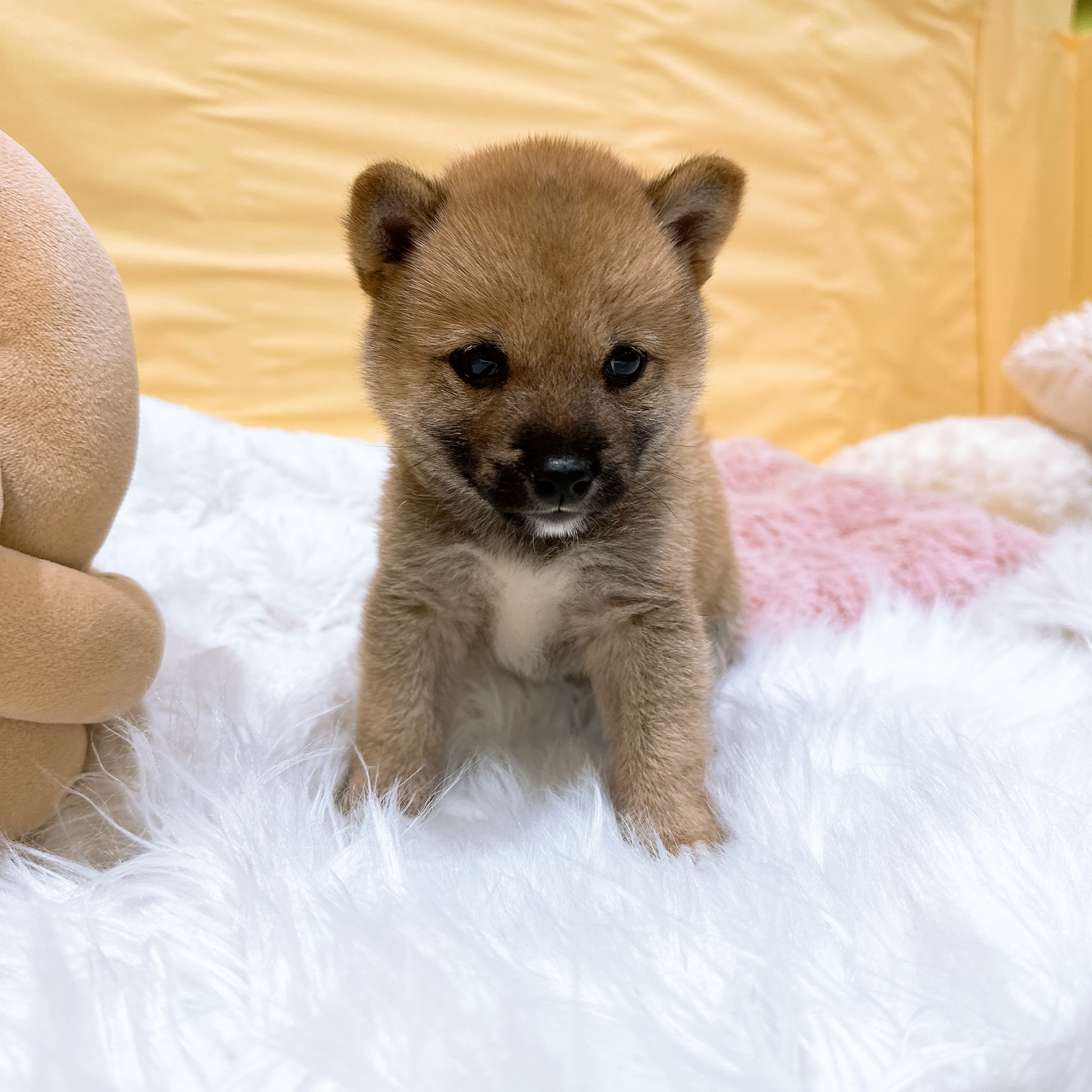 レッド(赤系)の豆柴の子犬一覧 | ペットショップ 犬の家&猫の里 | 子犬
