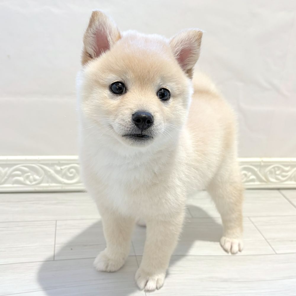 愛知県のポメ柴/豆ポメ/ポメ豆柴(ポメラニアン×柴犬) (犬の家＆猫の里春日井本店/2026年5月5日生まれ/女の子/白)の子犬の1枚目の画像