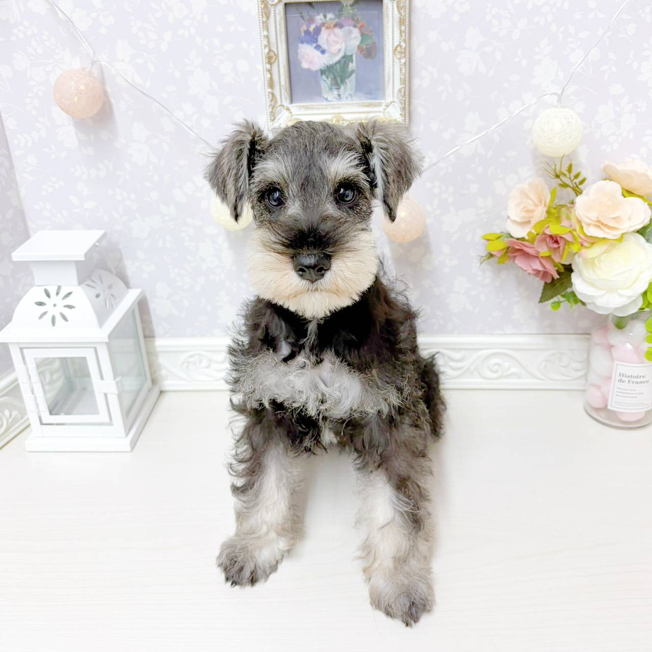 富山県のミニチュアシュナウザー (犬の家＆猫の里アミーゴ山室店/2026年5月4日生まれ/女の子/ソルトペッパー)の子犬の1枚目の画像