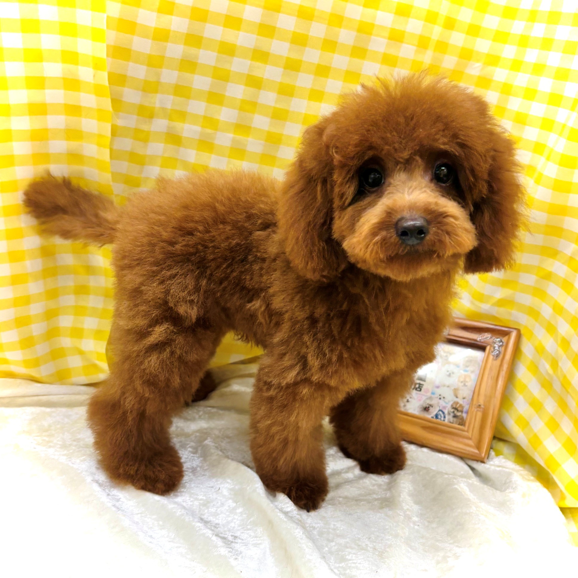 愛知県のトイプードル(トイ) (犬の家＆猫の里名古屋天白店/2026年5月5日生まれ/男の子/レッドフォーン)の子犬の1枚目の画像