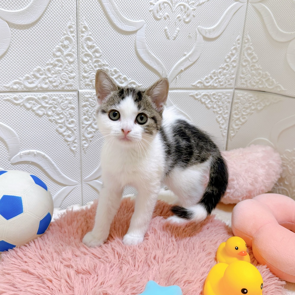 愛知県のスコティッシュストレート (犬の家＆猫の里岡崎店/2026年5月1日生まれ/男の子/ブラウンタビーホワイト)の子猫の1枚目の画像