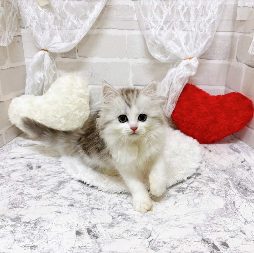 生体画像7