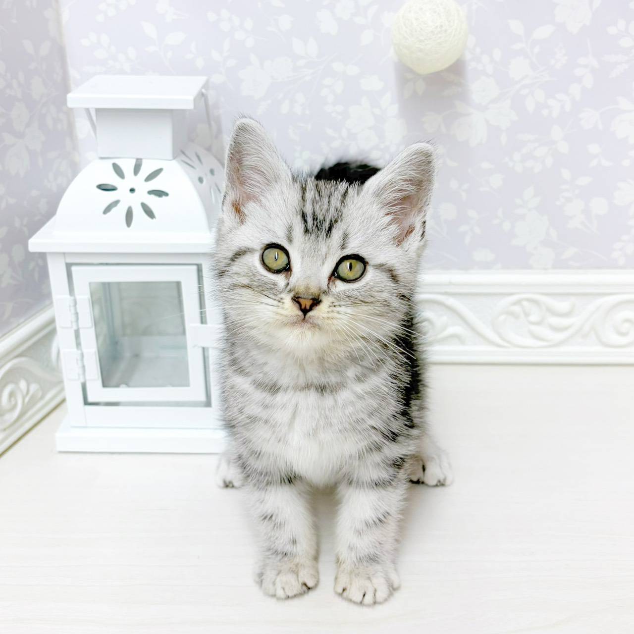シルバー系のアメリカンショートヘアの子猫一覧 | ペットショップ 犬の
