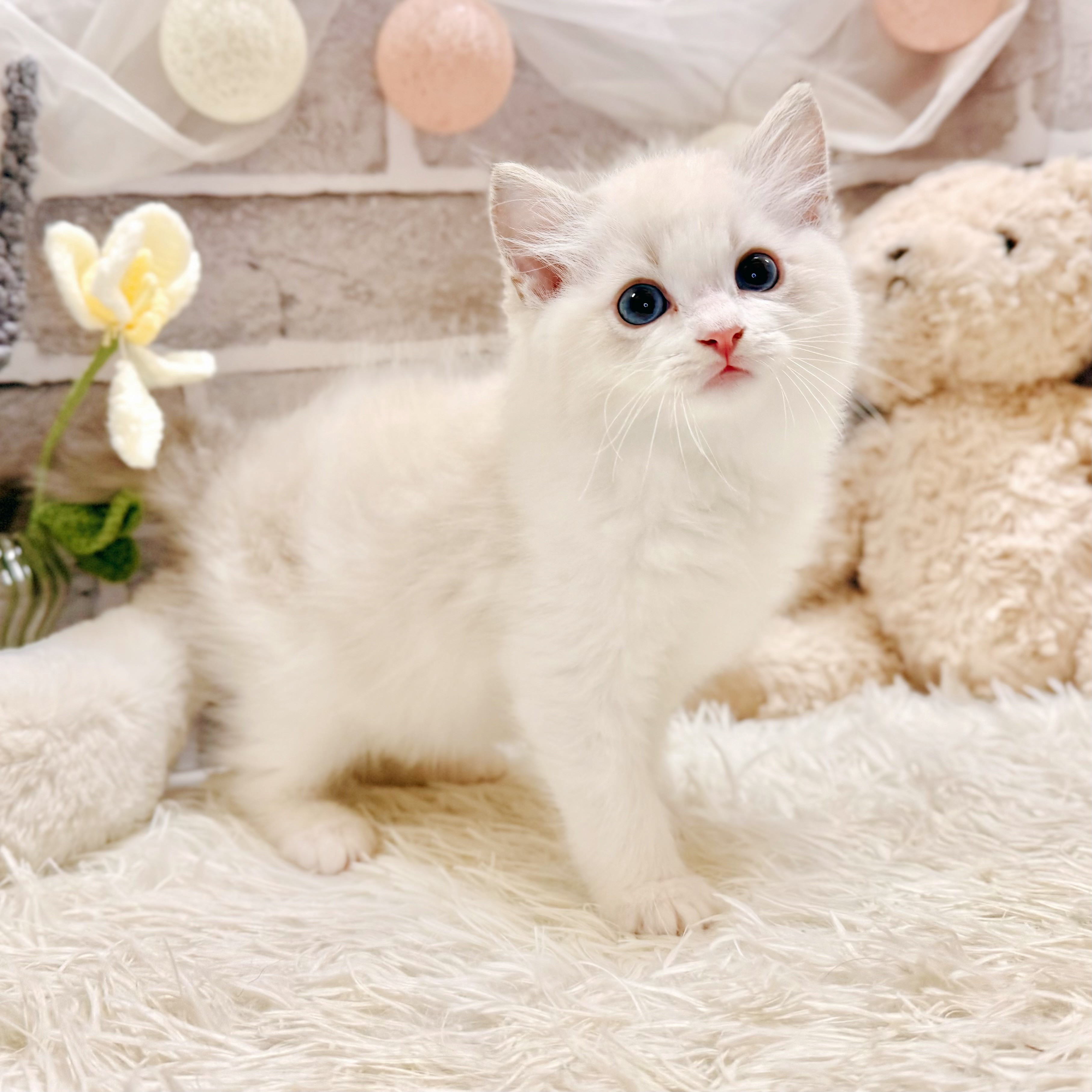 生体画像７