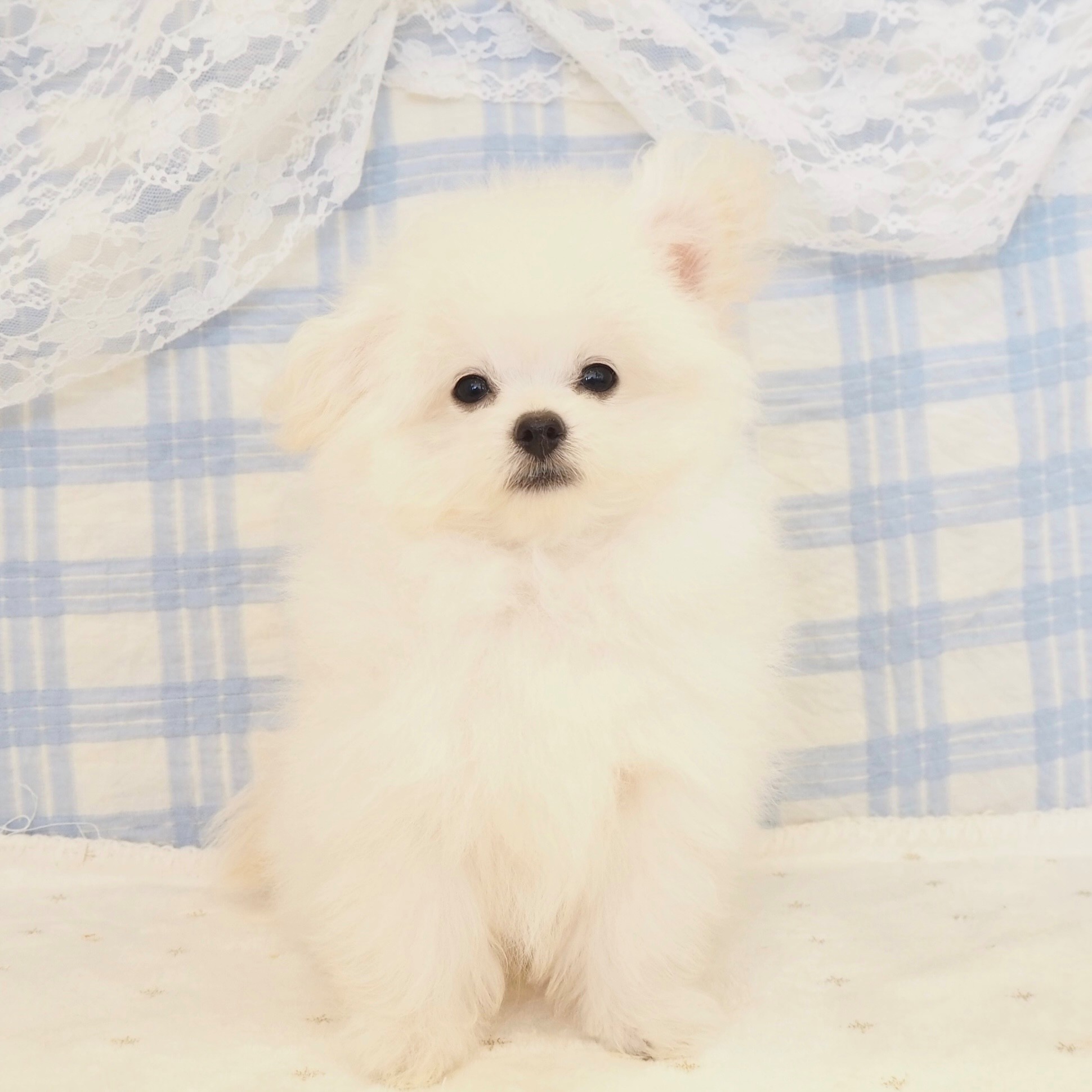 大阪府のポメプー(ポメラニアン×プードル) (犬の家＆猫の里もりのみやキューズモールBASE店/2026年5月8日生まれ/男の子/ホワイト)の子犬