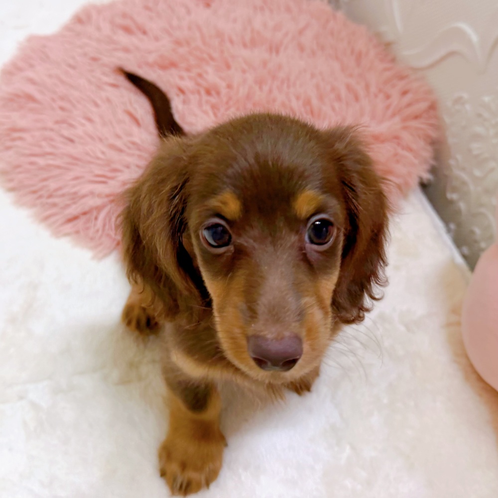 愛知県のカニンヘンダックスフンド(ロング) (犬の家＆猫の里岡崎店/2026年5月9日生まれ/女の子/チョコレートタン)の子犬の1枚目の画像