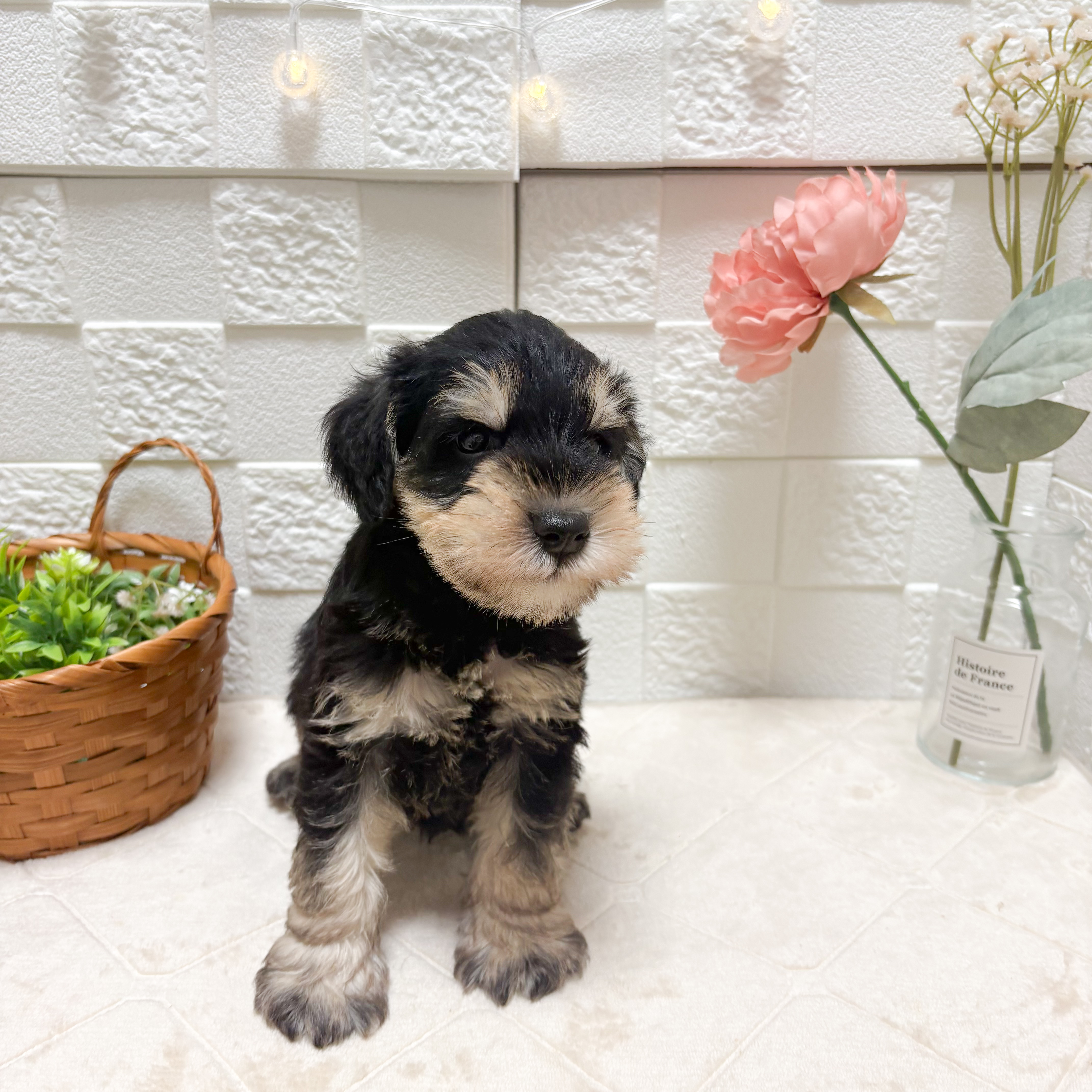 東京都のミニチュアシュナウザー (犬の家＆猫の里ペットフォレスト小平店/2026年5月12日生まれ/男の子/ブラックシルバー)の子犬の1枚目の画像