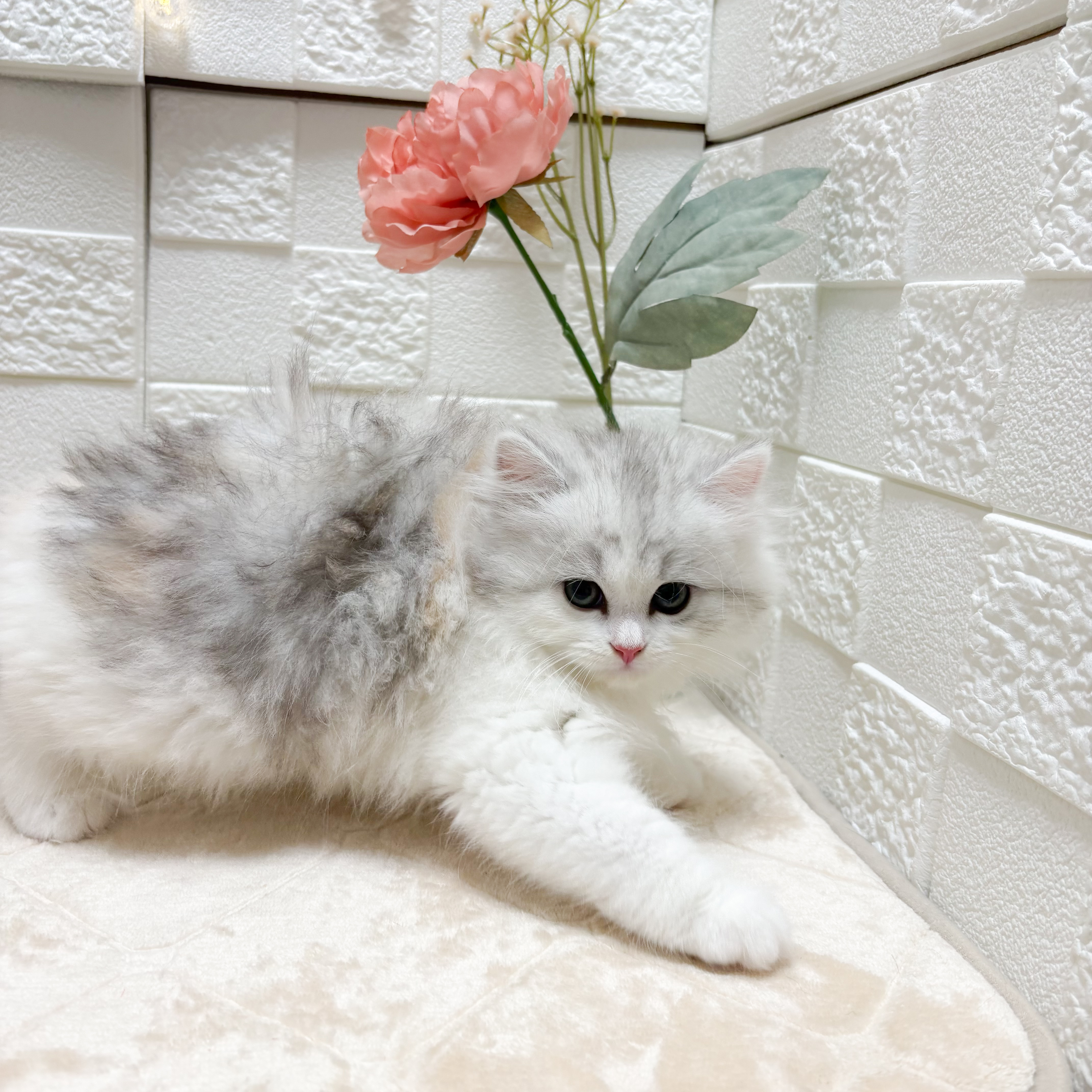 生体画像７