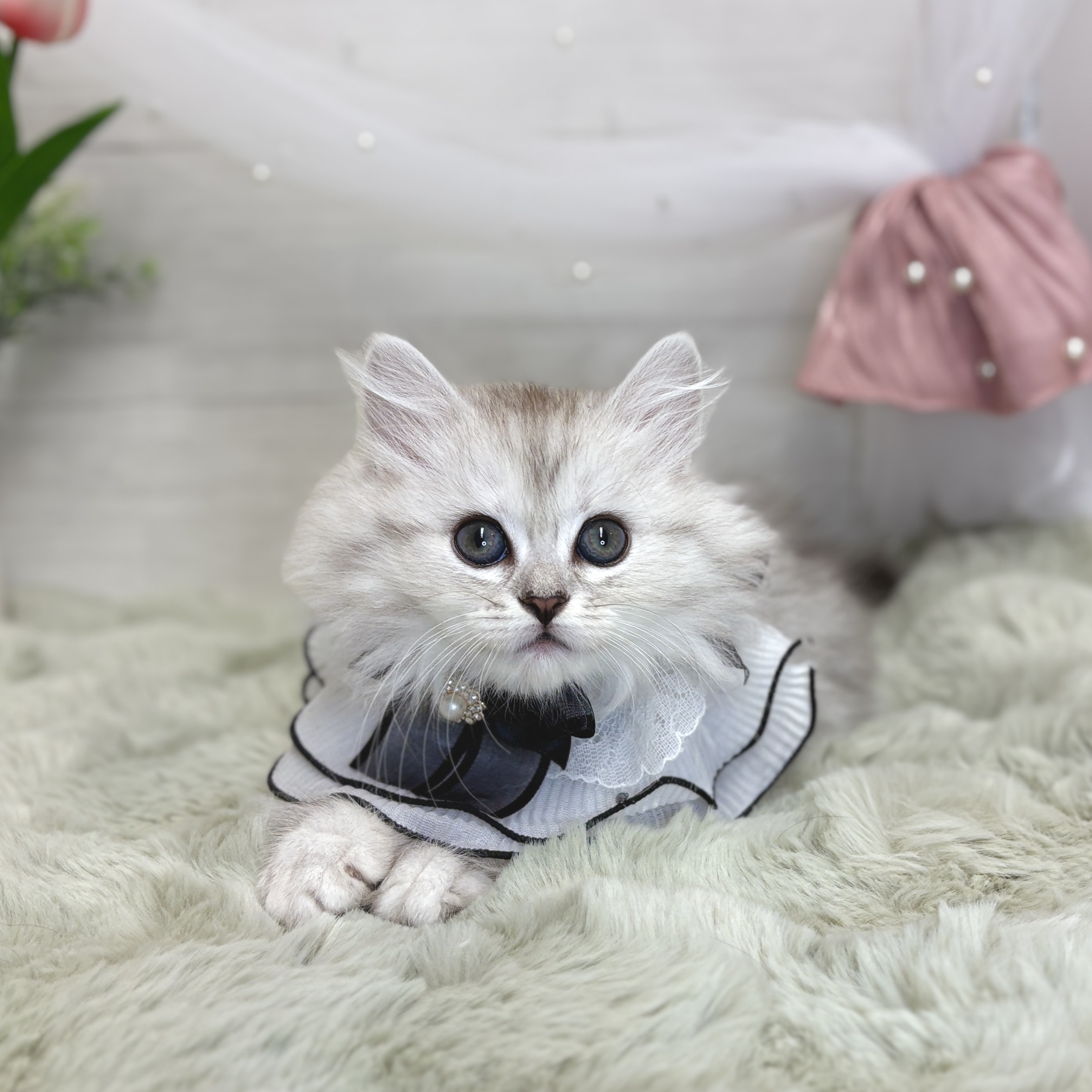 生体画像７