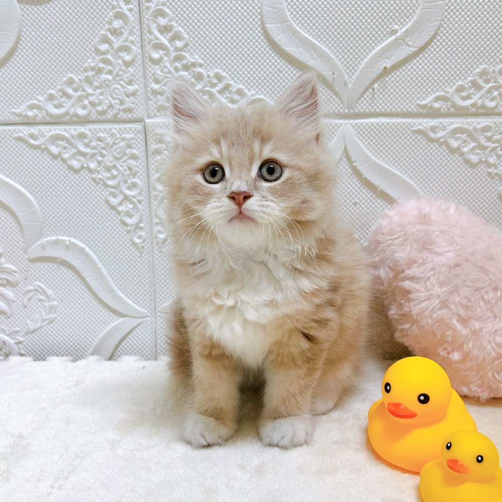 愛知県のサイベリアン (犬の家＆猫の里岡崎店/2026年5月12日生まれ/男の子/クリームタビーホワイト)の子猫の1枚目の画像