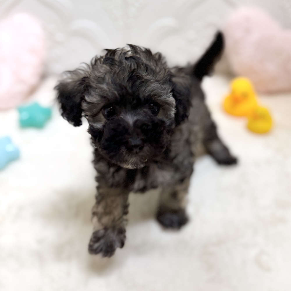愛知県のビションプー(ビションフリーゼ×プードル) (犬の家＆猫の里岡崎店/2026年5月12日生まれ/女の子/ブリンドル)の子犬の1枚目の画像