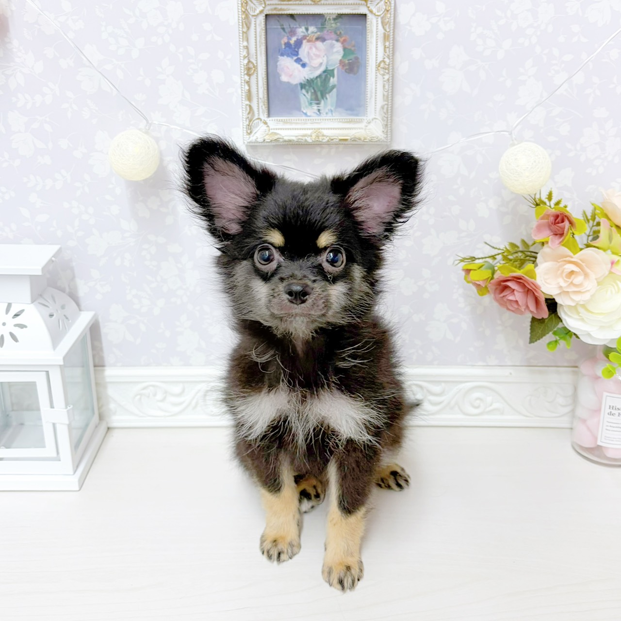 富山県のポメチワ/チワポメ/ポメチー(ポメラニアン×チワワ) (犬の家＆猫の里アミーゴ山室店/2026年5月17日生まれ/男の子/ブラックタン)の子犬の1枚目の画像