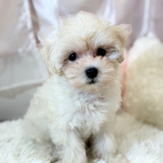 兵庫県のマルプー(マルチーズ×プードル) (犬の家＆猫の里カナート西神戸店/2026年5月15日生まれ/男の子/クリーム)の子犬の1枚目の画像