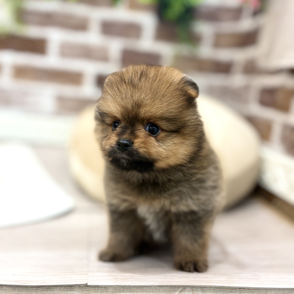 三重県のポメラニアン (犬の家＆猫の里三重桑名店/2026年5月18日生まれ/男の子/オレンジ)の子犬の1枚目の画像