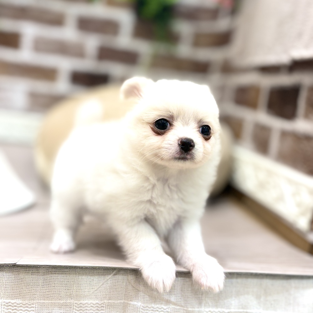 生体画像７