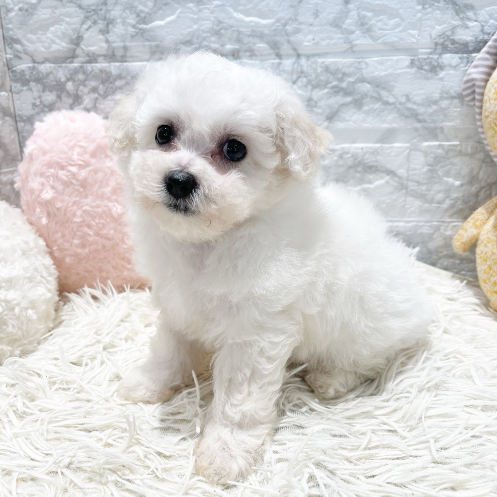 愛知県のビションフリーゼ (犬の家＆猫の里MiO香久山店/2026年5月20日生まれ/女の子/ホワイト)の子犬の1枚目の画像