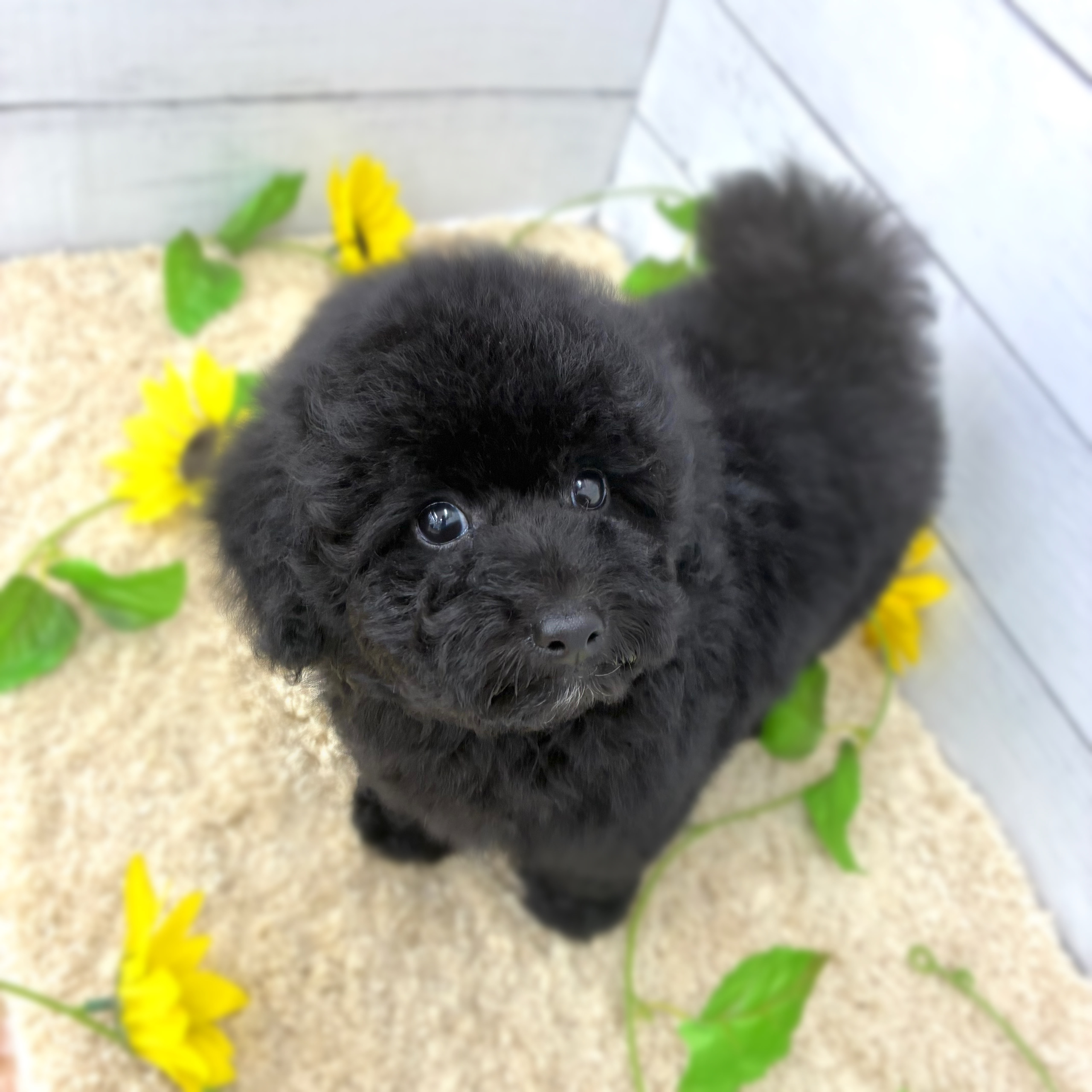 愛知県のトイプードル(トイ) (犬の家＆猫の里七宝店/2026年5月23日生まれ/男の子/ブラック)の子犬の1枚目の画像