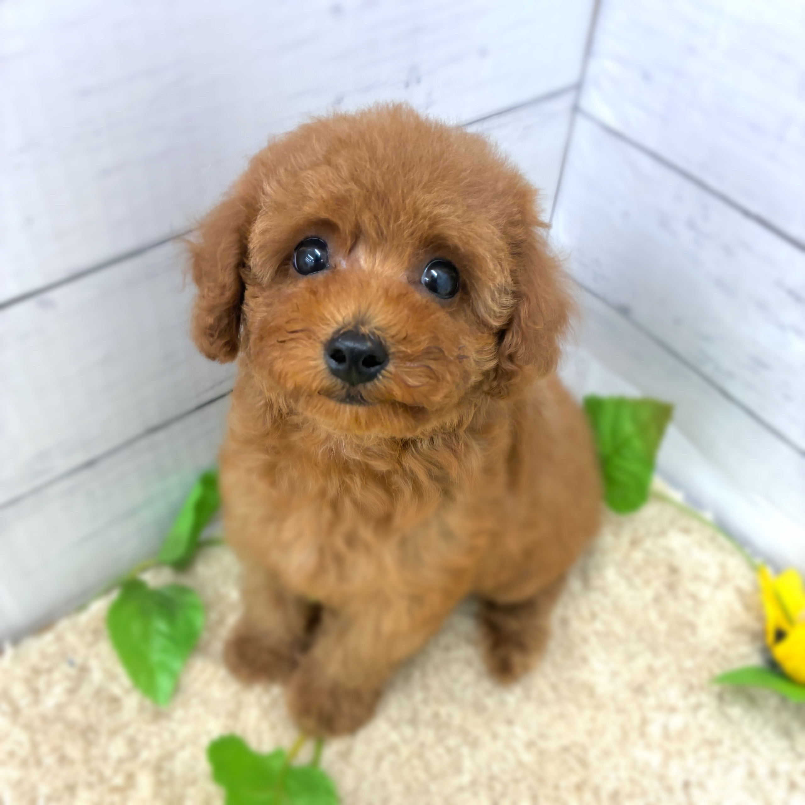 愛知県のトイプードル(トイ) (犬の家＆猫の里七宝店/2026年5月22日生まれ/女の子/レッド)の子犬の1枚目の画像