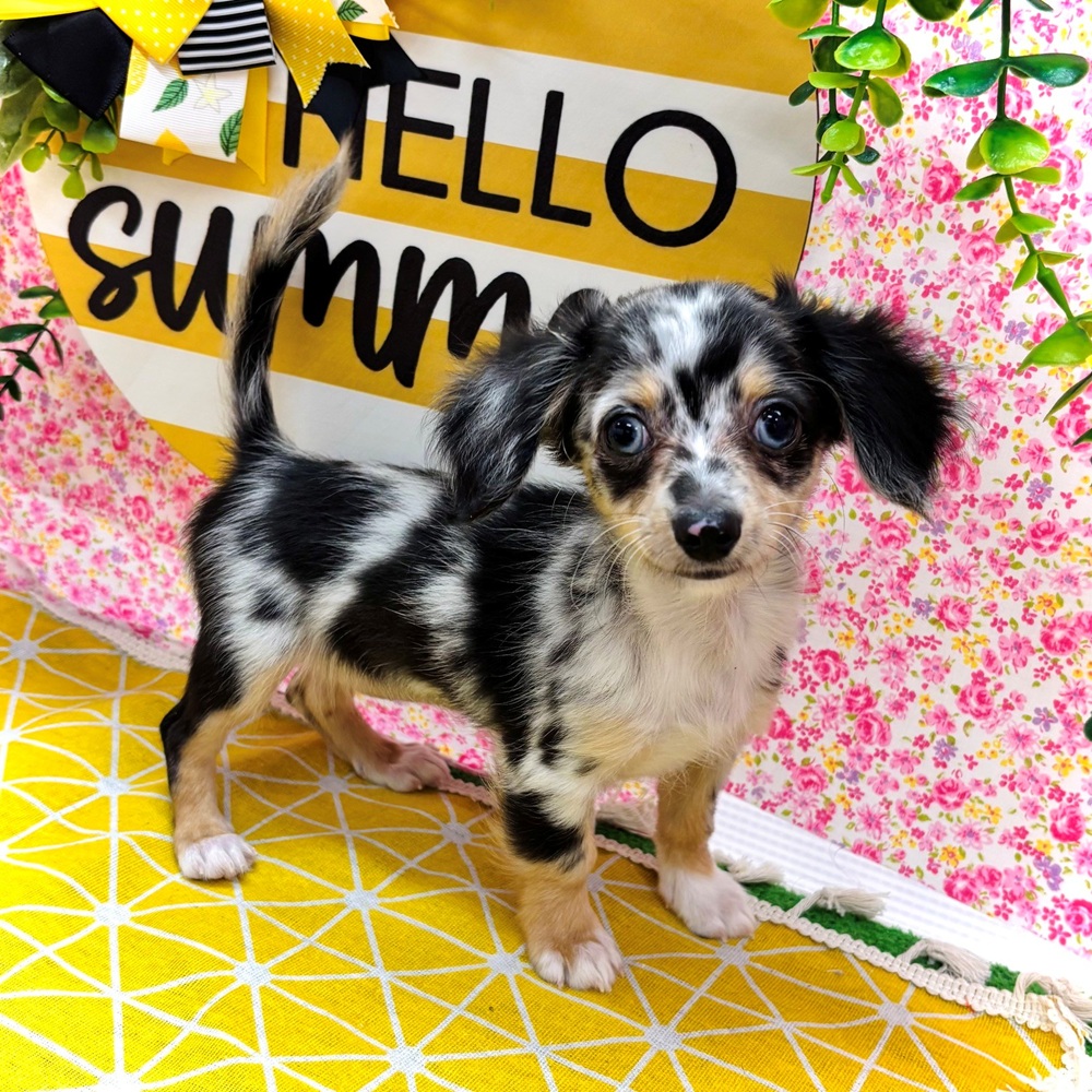 愛知県のチワックス(チワワ×ダックス) (犬の家＆猫の里名古屋天白店/2026年5月25日生まれ/女の子/シルバーダップル)の子犬の1枚目の画像