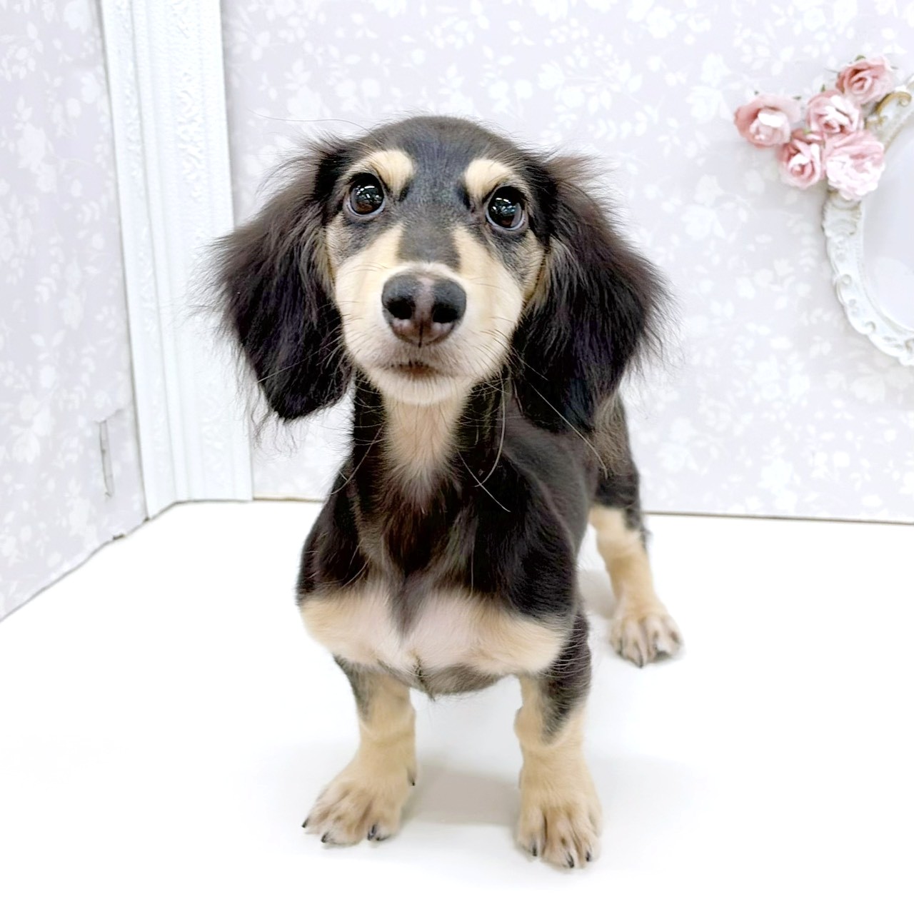 富山県のミニチュアダックスフンド(ロング) (犬の家＆猫の里アミーゴ高岡蓮花寺店/2026年5月26日生まれ/男の子/ブラックイエロー)の子犬の1枚目の画像