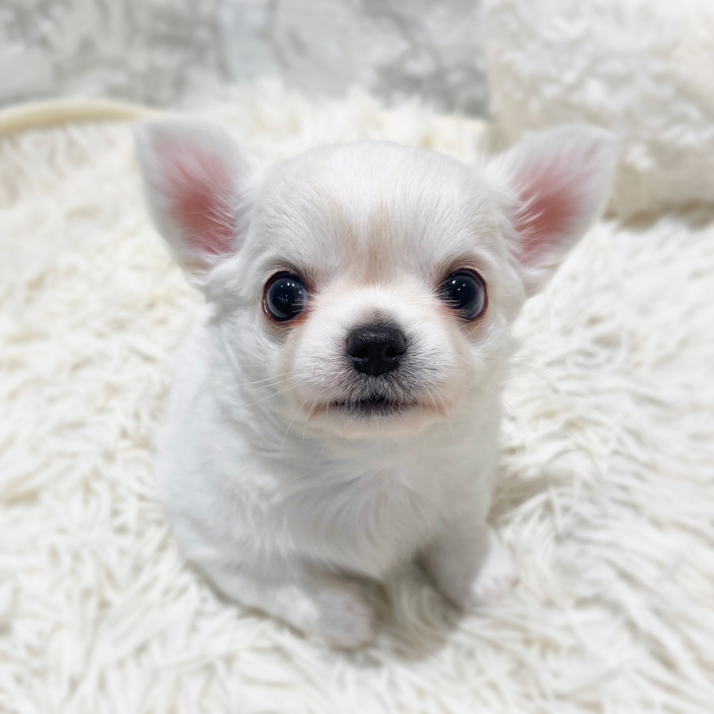 愛知県のチワワ(ロング) (犬の家＆猫の里MiO香久山店/2026年5月21日生まれ/男の子/ホワイトクリーム)の子犬の1枚目の画像