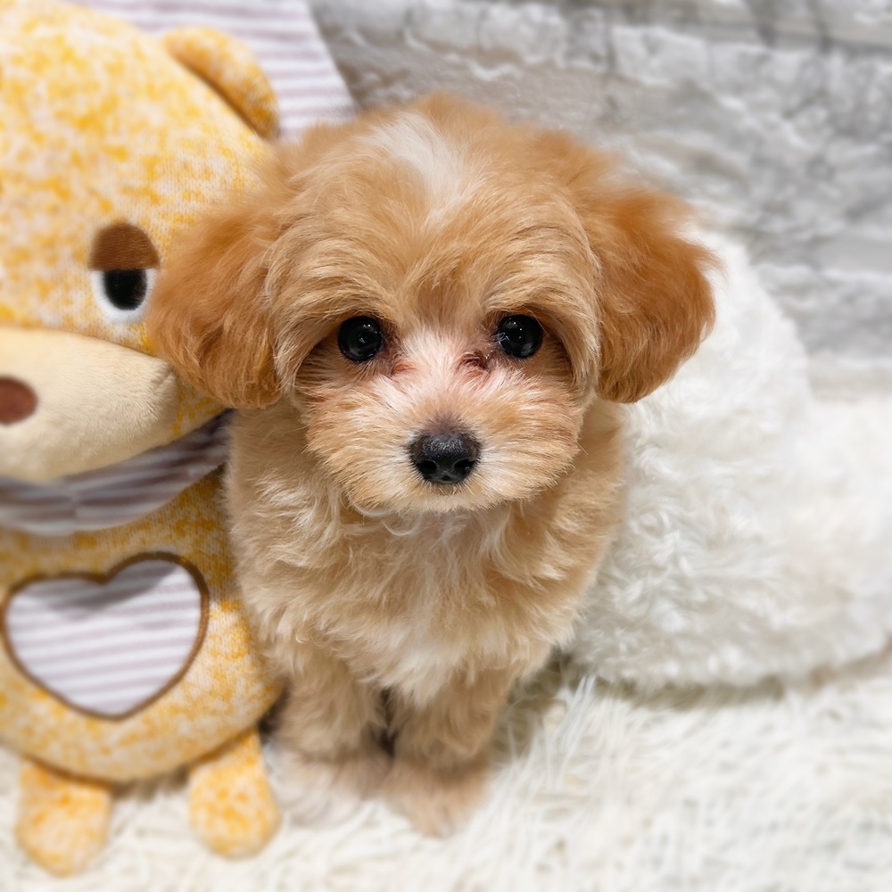 ハーフ犬女の子の写真
