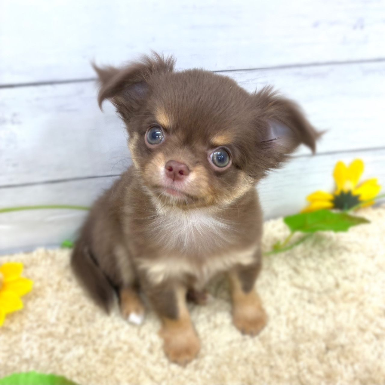 愛知県のチワワ(ロング) (犬の家＆猫の里七宝店/2026年5月27日生まれ/男の子/チョコレートタン)の子犬の1枚目の画像