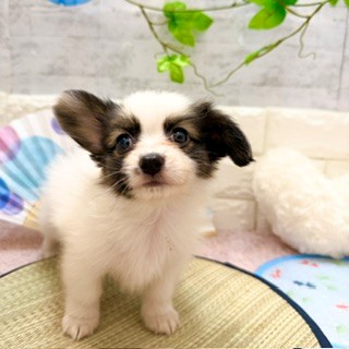 静岡県のパピヨン (犬の家＆猫の里プレ葉ウォーク浜北店/2026年6月1日生まれ/男の子/ホワイトブラウン)の子犬の1枚目の画像