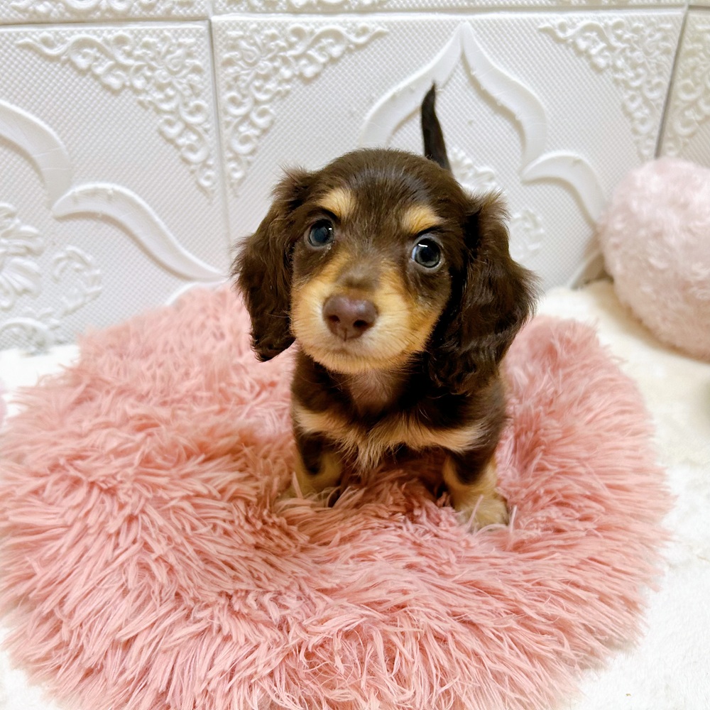 ミニチュアダックスフンド(チョコレートタン)の子犬を価格や特徴で探す