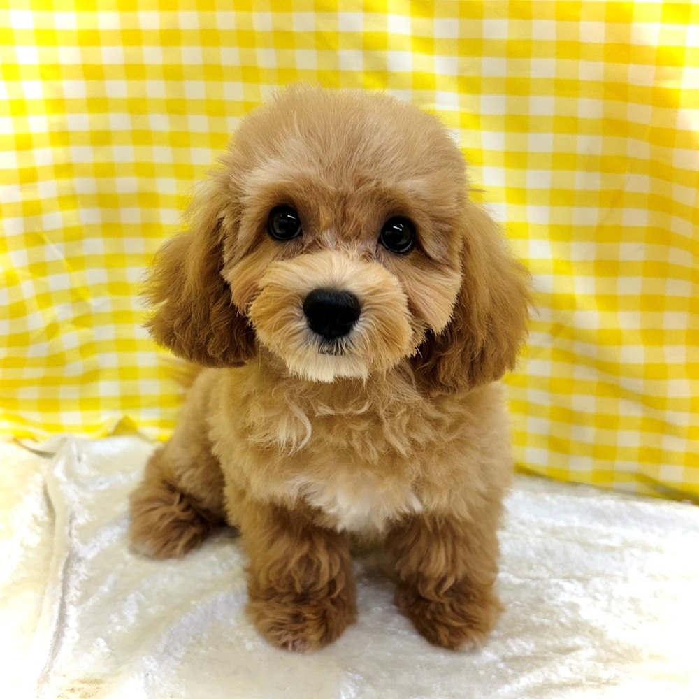 愛知県のマルプー(マルチーズ×プードル) (犬の家＆猫の里名古屋天白店/2026年6月3日生まれ/男の子/アプリコットホワイト)の子犬の1枚目の画像