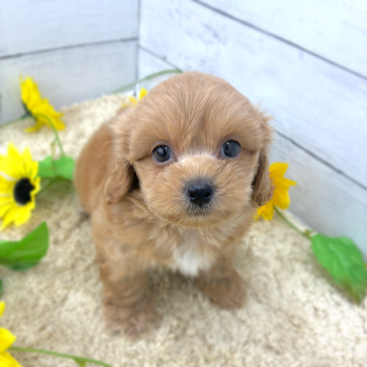 愛知県のペキプー(ペキニーズ×プードル) (犬の家＆猫の里七宝店/2026年6月1日生まれ/男の子/アプリコット)の子犬の1枚目の画像
