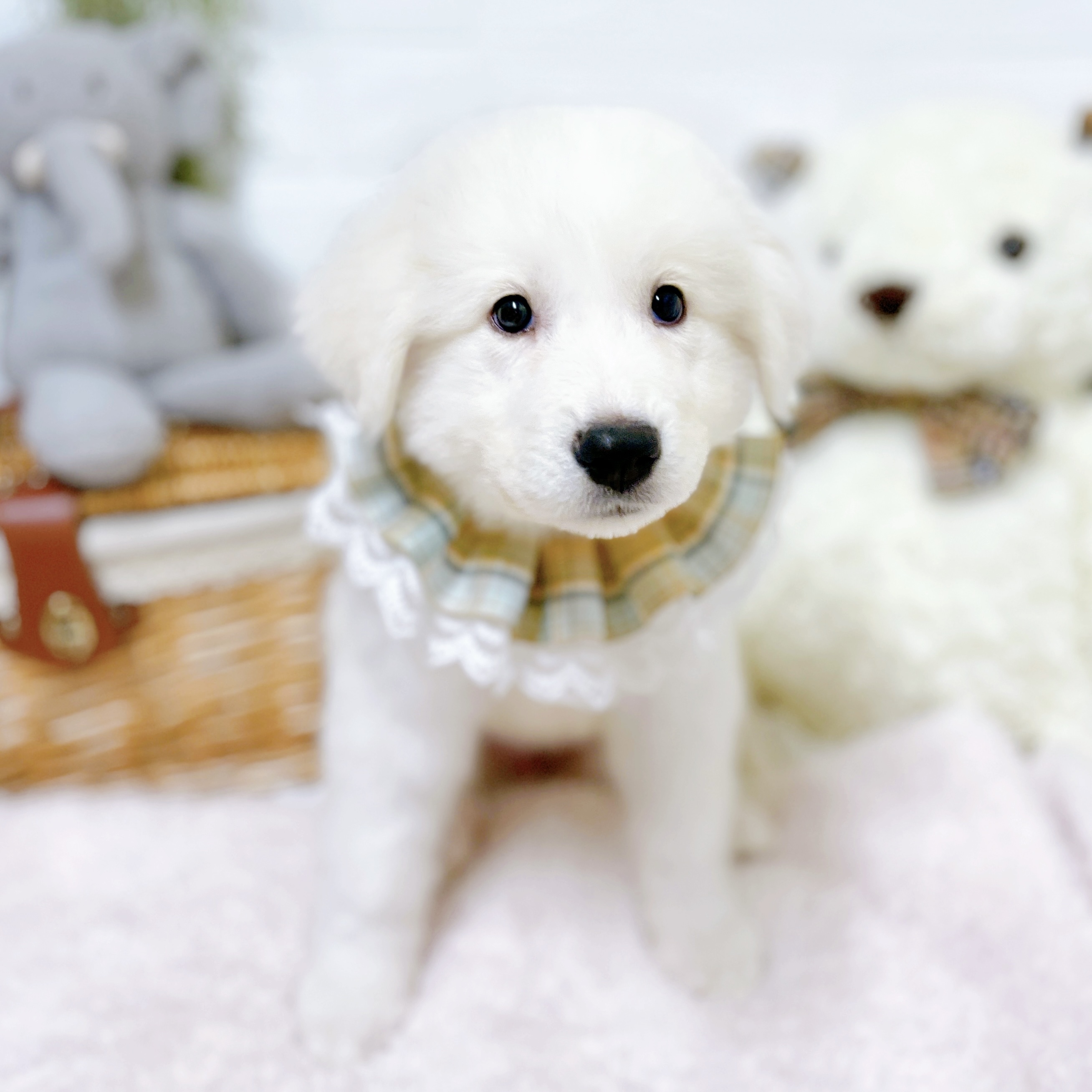 生体画像７