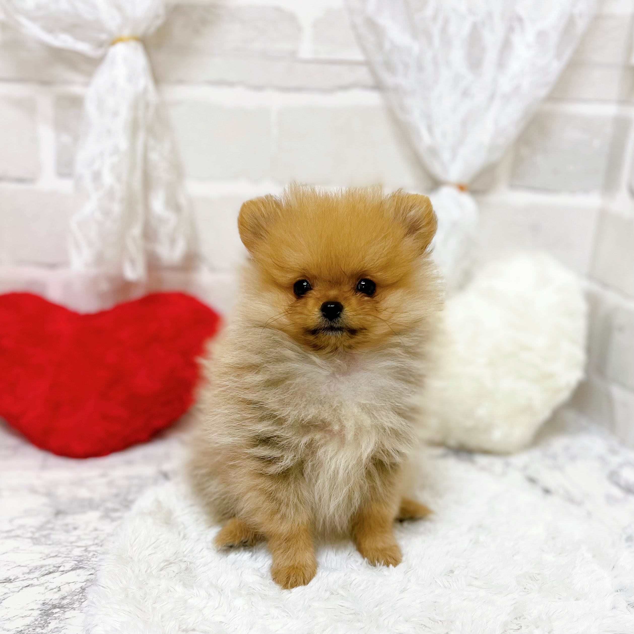 京都府のポメラニアン (犬の家＆猫の里京都精華店/2026年5月29日生まれ/女の子/オレンジ)の子犬の1枚目の画像