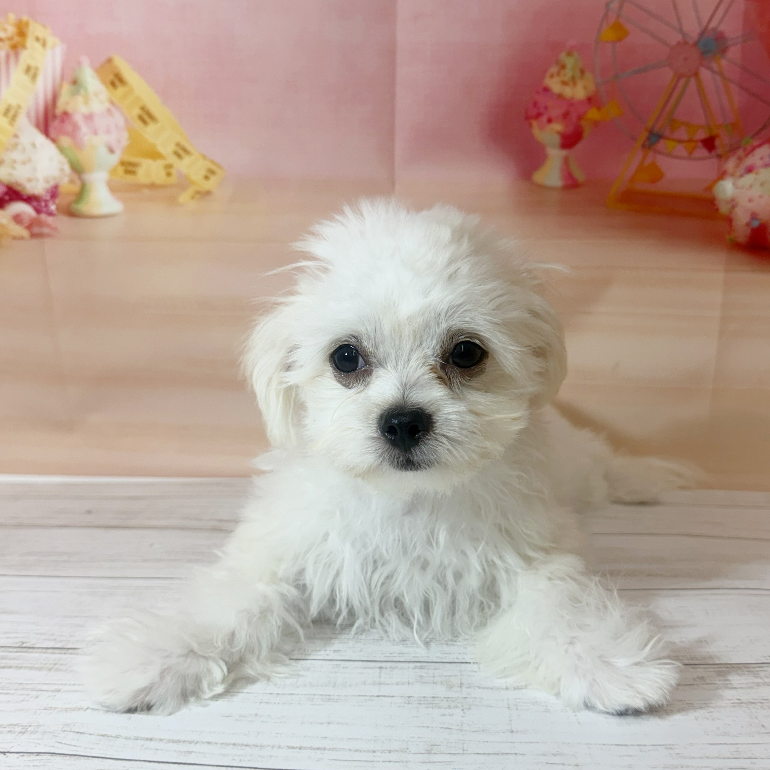 兵庫県のチワマル/マルチワ(チワワ×マルチーズ) (犬の家＆猫の里尼崎店/2026年6月6日生まれ/男の子/クリーム)の子犬の1枚目の画像